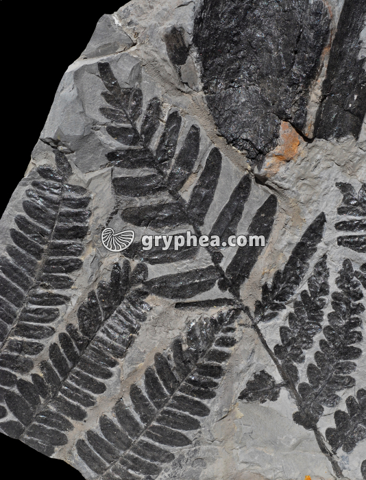 Fougère fossile - gryphea.org